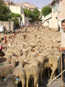 Mes-histoiresLes-moutonsP0323