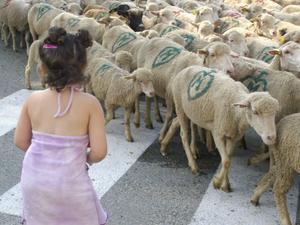 Mes-histoiresLes-moutonsP0327