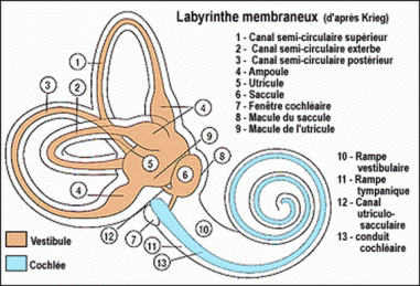 oreille-interne