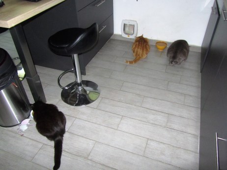 chats mangent