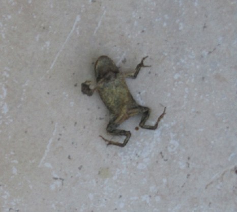 crapaud