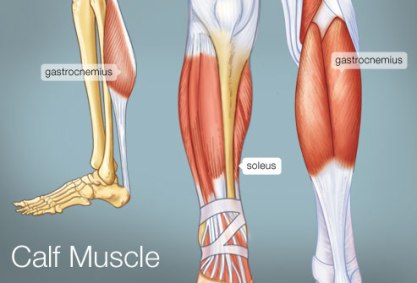 493x335_calf_muscle